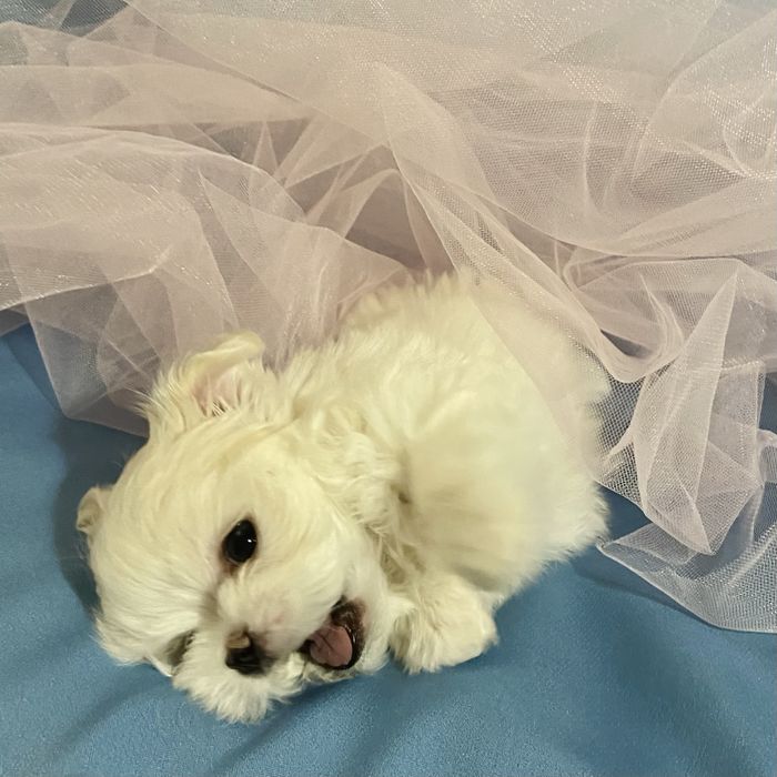 Цуценята Мальтезе Міні