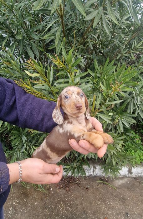 Teckel Choco Merle Fêmea