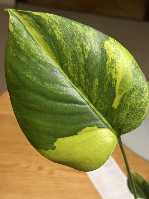 Promocja - Monstera NOID i inne monstery