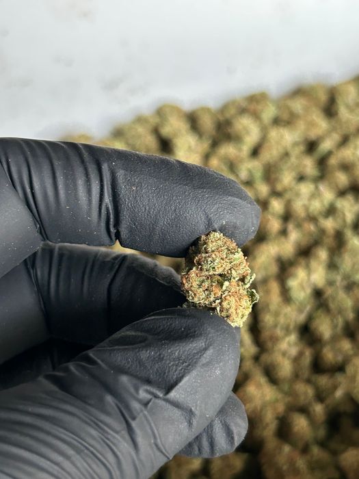 Susz CBD INDOOR Polska najwyższa jakość od producenta