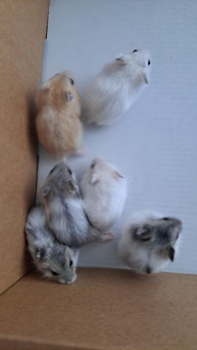 Хом"яки джунгарики(забрати можно з 05.02).