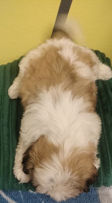 Piesek rasy ShiTzu