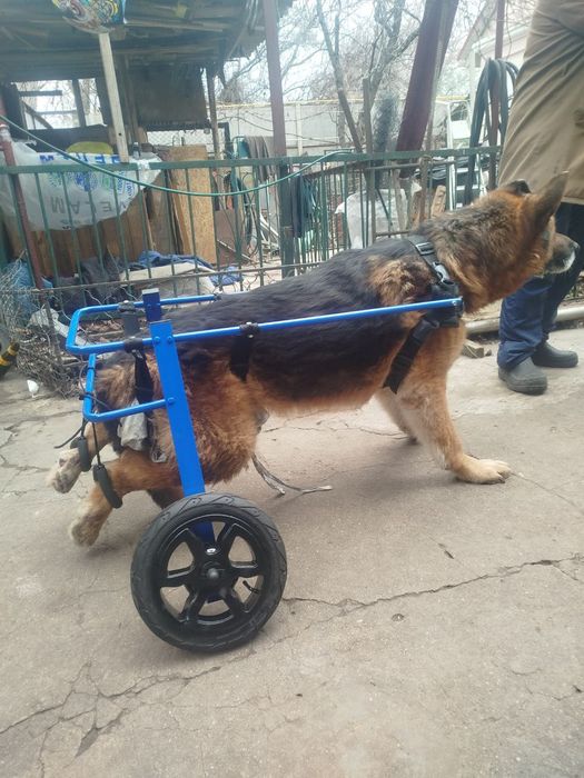 Інвалідний візок для вівчарки лабрадора великої собаки. Виготовлення