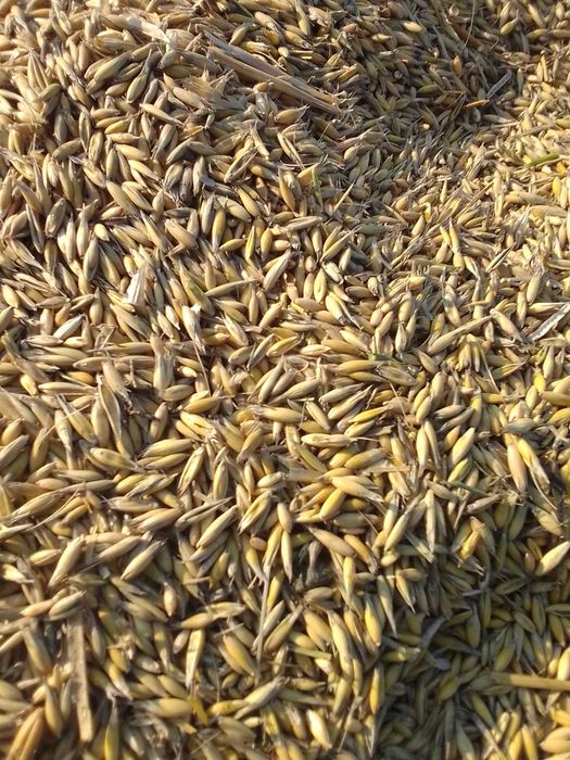 Opał owies zamiennik pellet