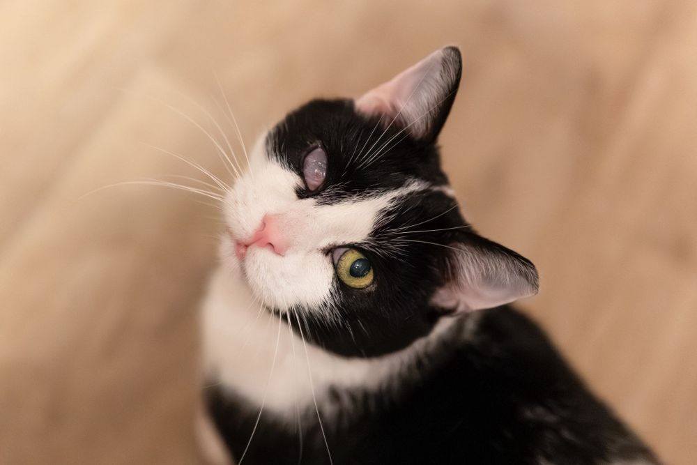 Biskup szuka domku na zawsze!