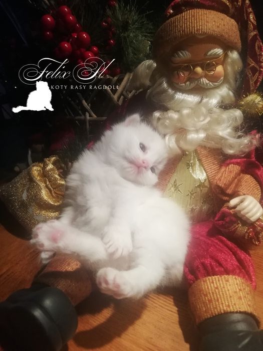Ragdolek z rodowodem FIFE