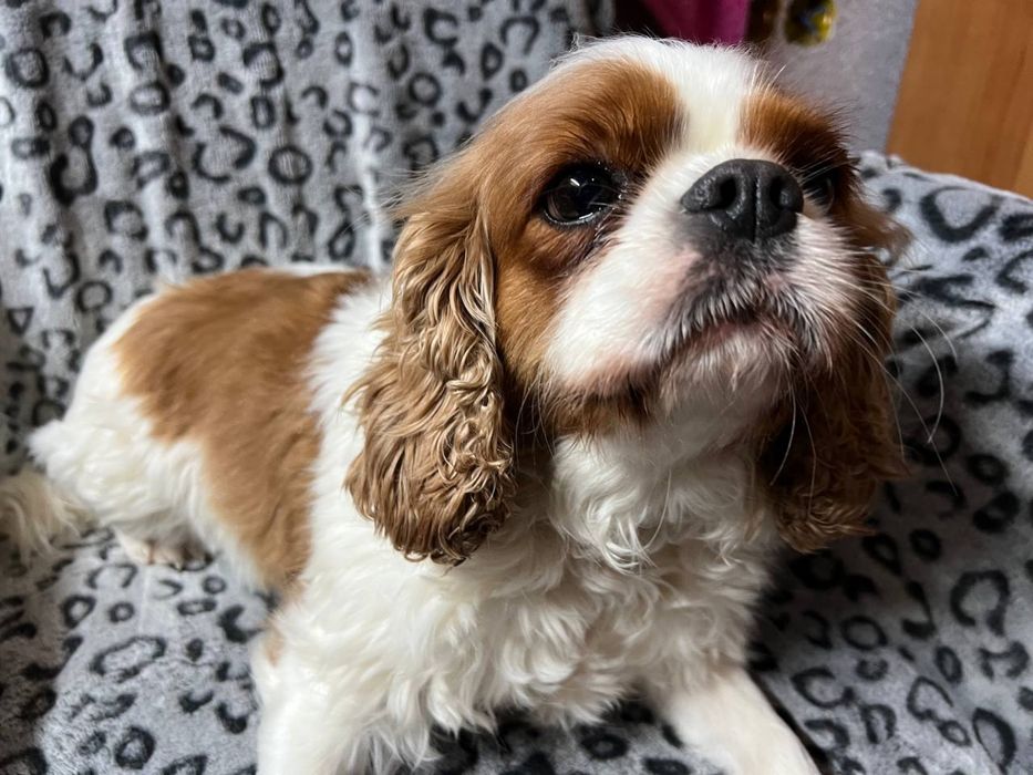 Дівчинка - Кавалер Кінг Чарльз Спанієль