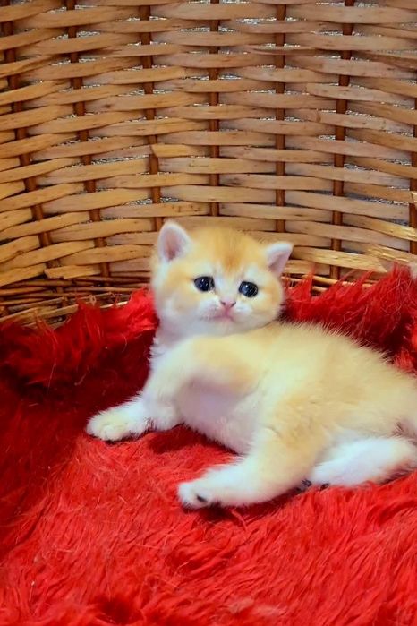 Золотая шиншилла мальчики и Девочка