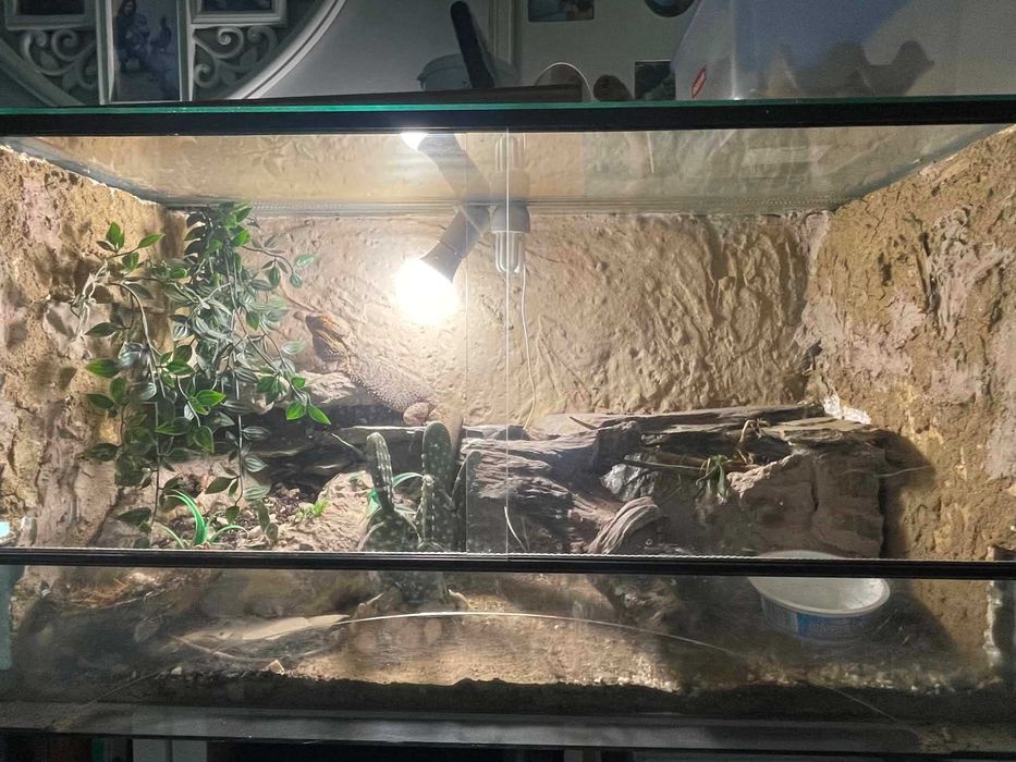 AGAMA BRODATA sprzedam razem z terrarium