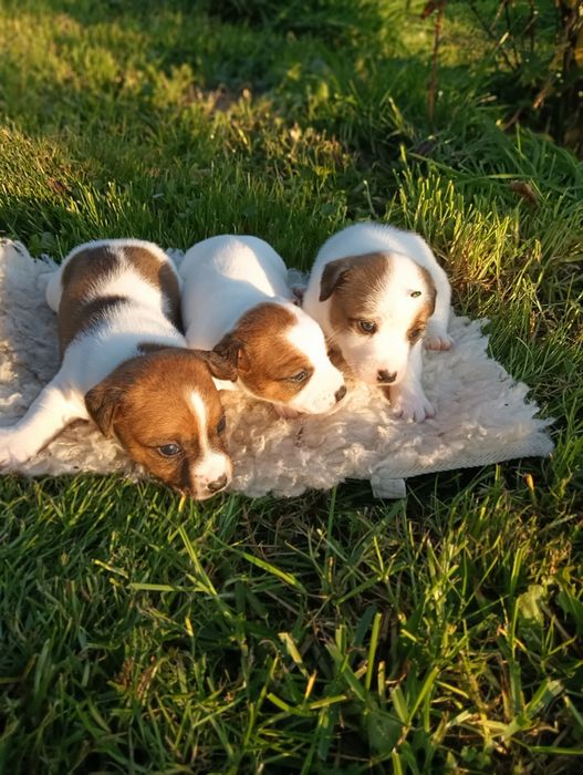 Jack Russell Terrier Suczka