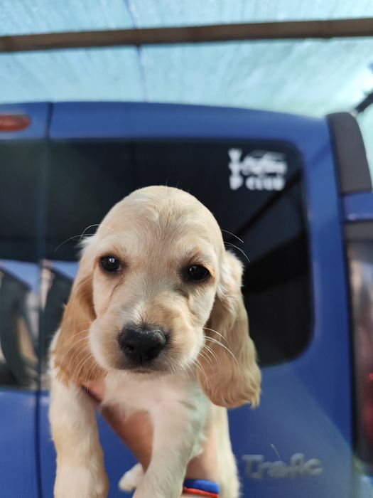 Вязка Кокер Спаниеля