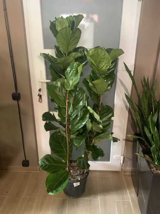 Фікус Ліоата  1,70