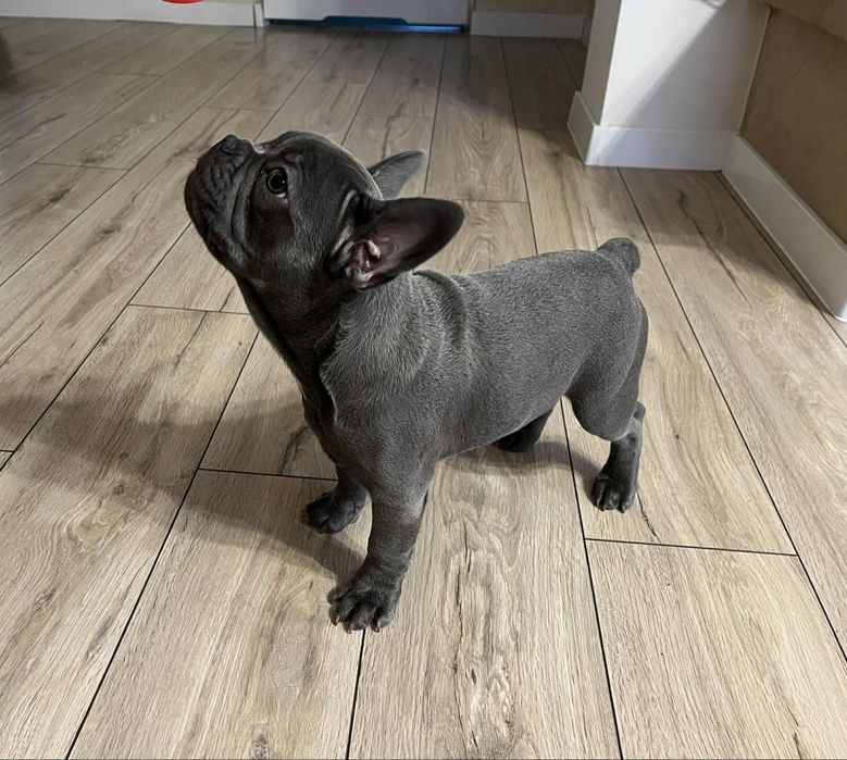 Buldog francuski blue szczeniak gotowy do odbioru