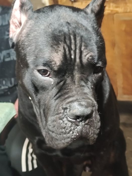 Цуценя Кане Корсо дівчінка,і хлопчики