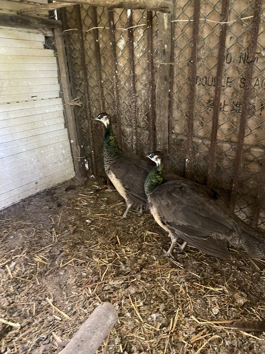 Vendo trio de pavões