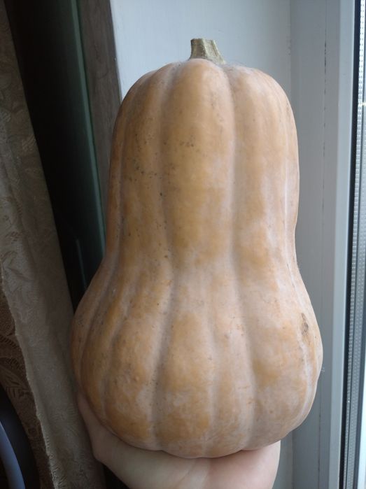 Семена тыквы гарбуза 400 гр.