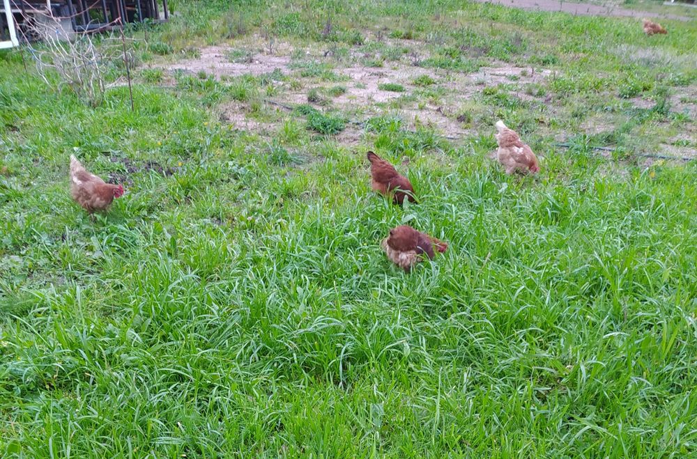 Ovos Galinhas Caseiras, Criadas  campo