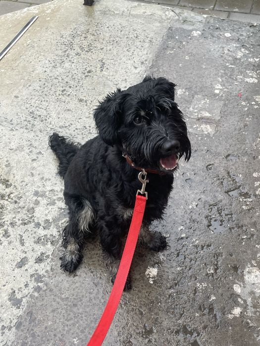 Вигул собак/догляд за собаками