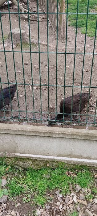 Biegusy Czubate Samice