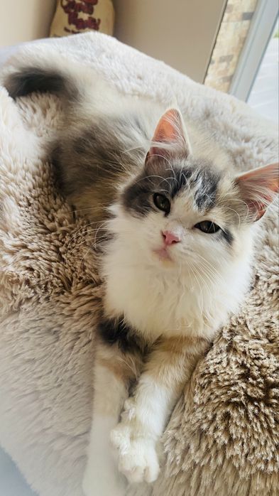 Gatinho amarelo macho e gatinha femea