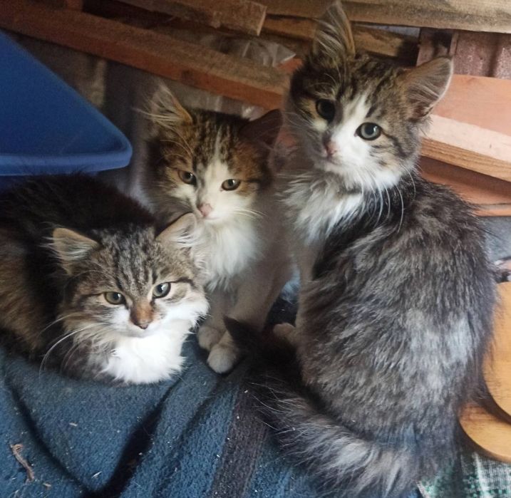 Віддам безкоштовно кошенят