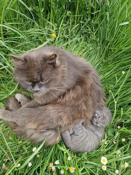 Кошенята в добрі руки