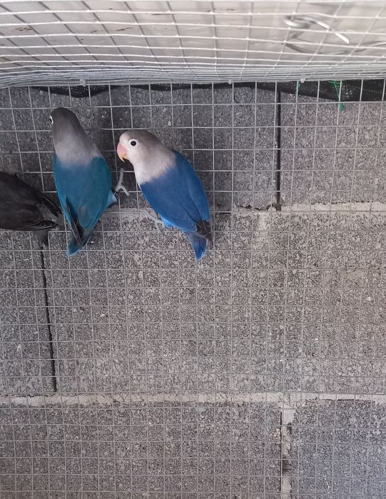 Casal Agapornis Ficher