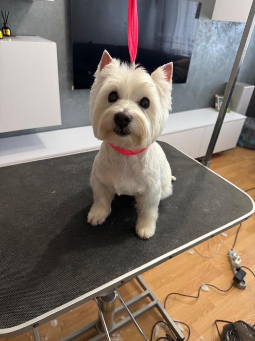 Надаю послуги грумера