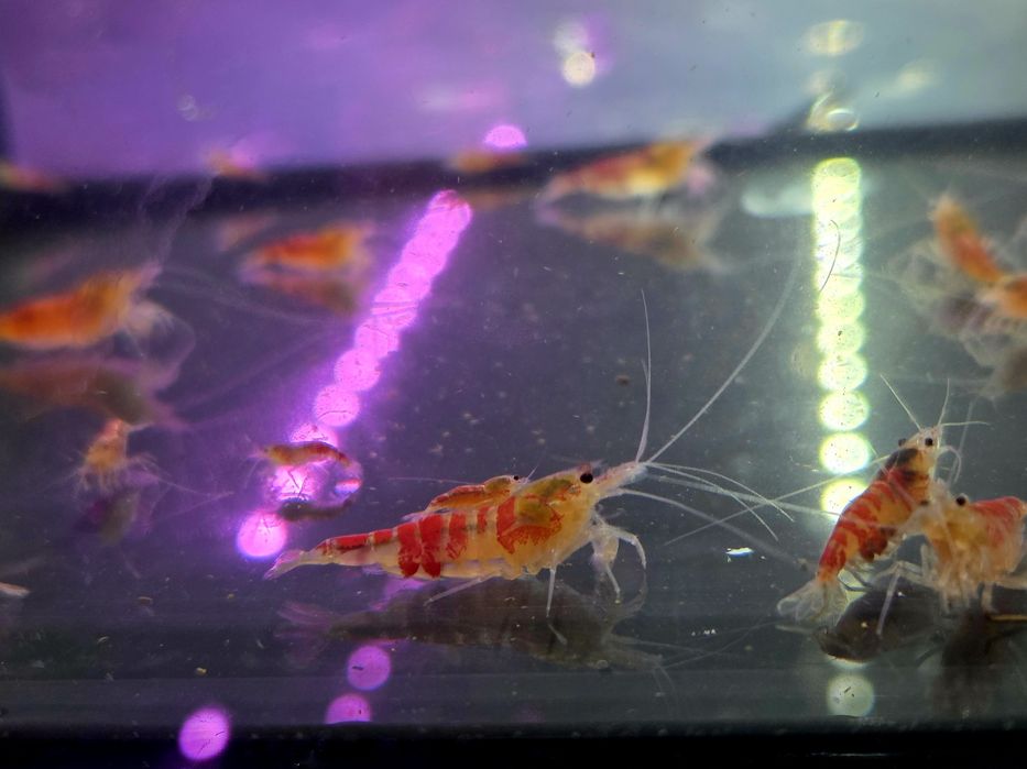 Krewetka caridina Calceo Bee Red Dragon