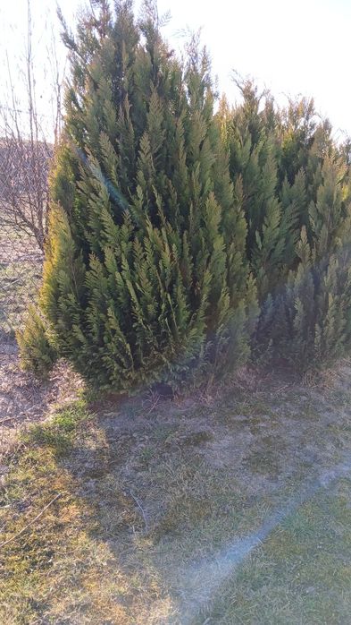 Sprzedam młode tuje