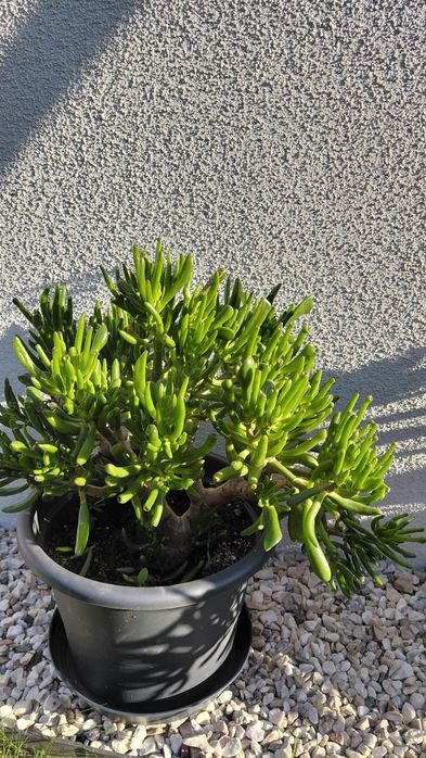 Crasula hobbit grubosz7