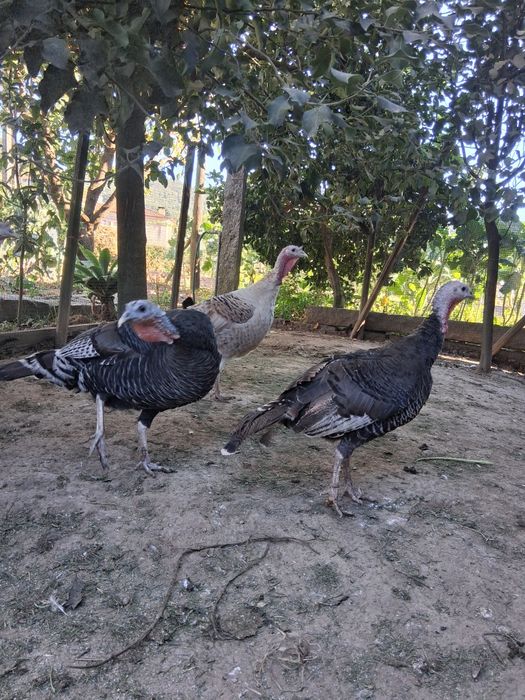 Peruas Adultas .