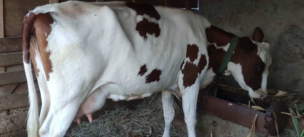 Продам племенную айширку!