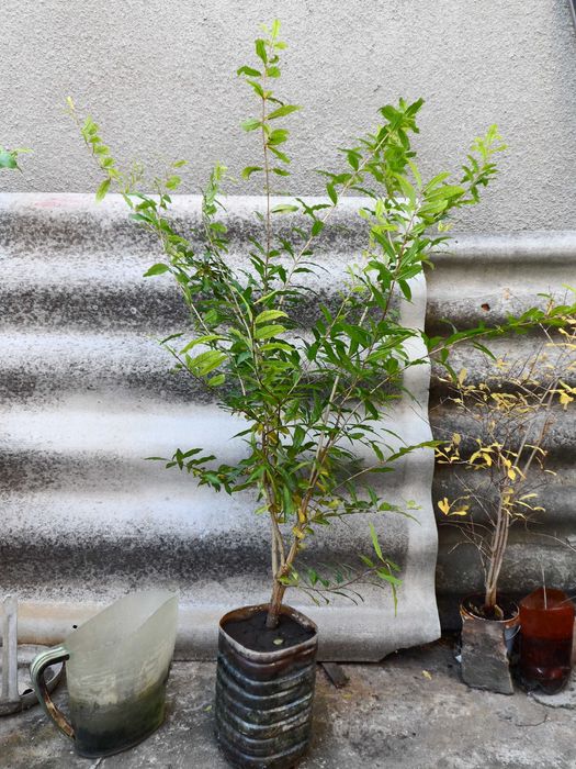 Гранаты Сортовые , разные саженцы.  Разные Сорта.