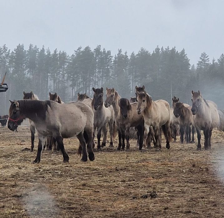 Konik polski klacze programowe