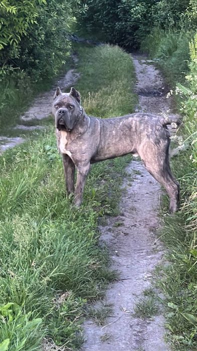 цуценя Кане Корсо дівчинка