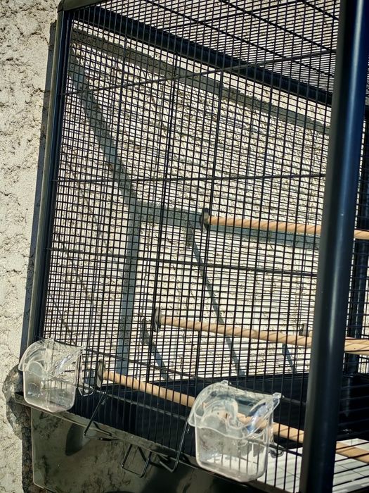 Um gaulao usado uma semana