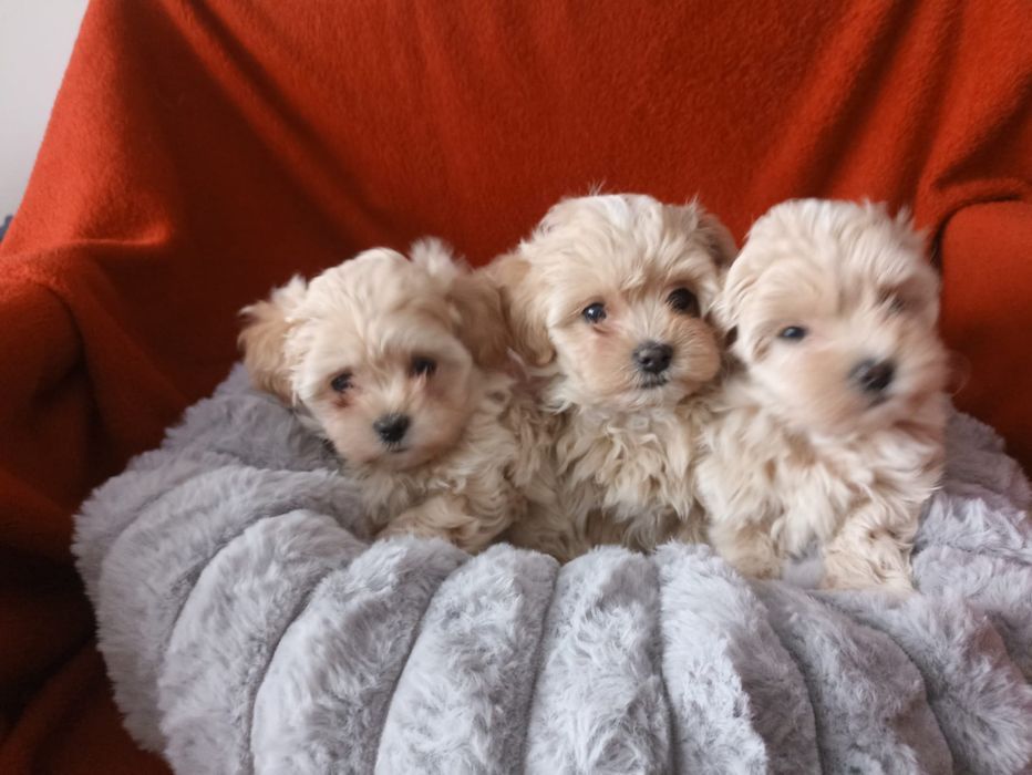 Wyjątkowy Szczeniak Maltipoo F1 ! Rodowód + Chip!