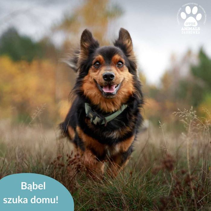 Bąbel szuka domu!