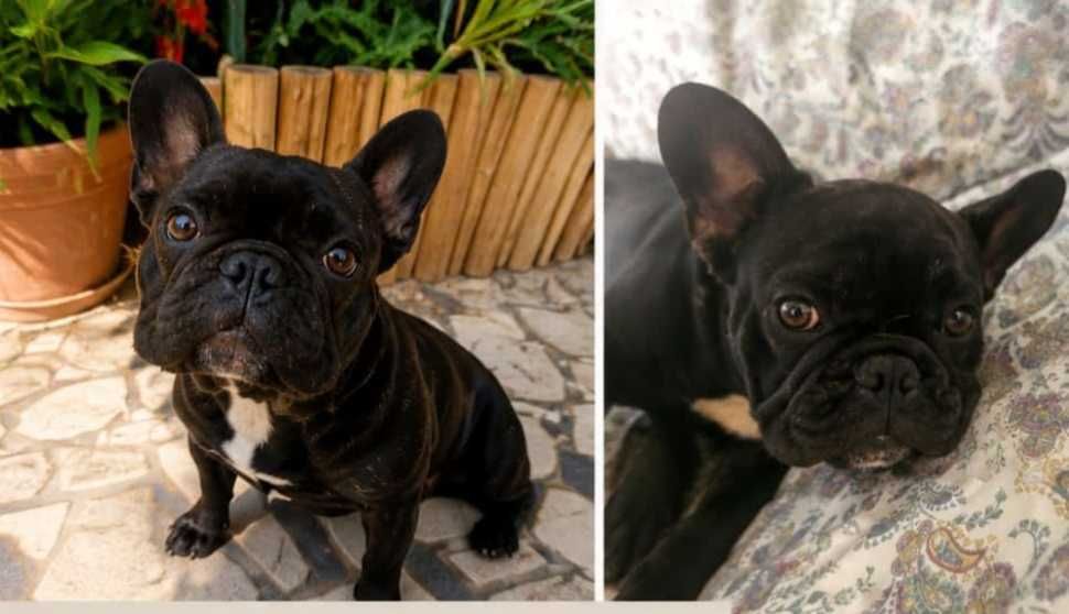 Buldogue Francês