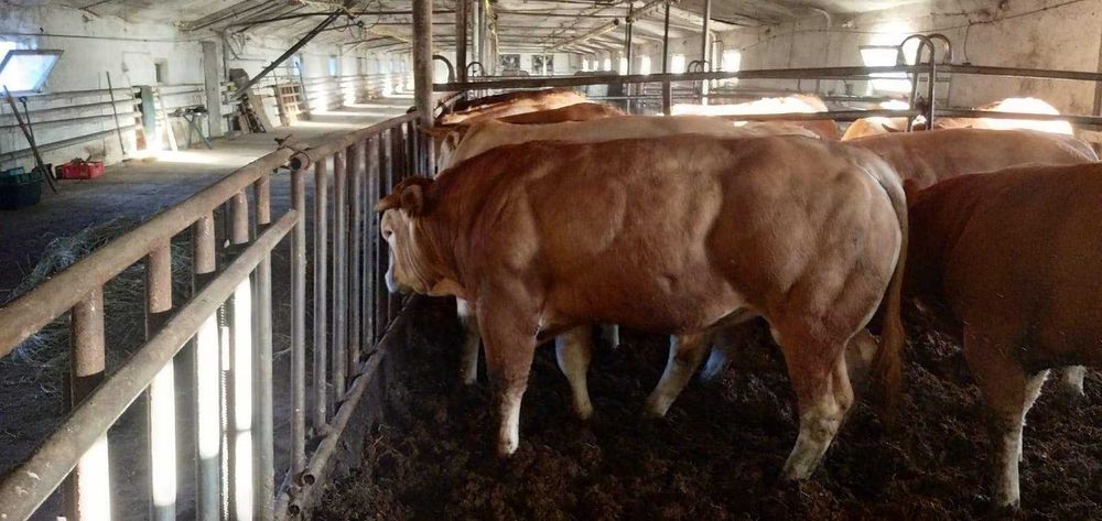 Byki blonde d Aquitaine 100% czysta rasa