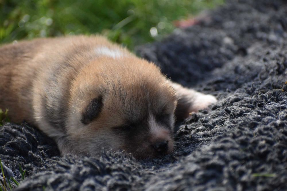 Akita Inu, Akita Japońska - FCI/ZKwP