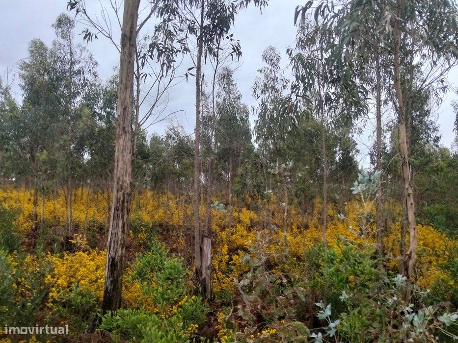 Terreno para construção de pavilhão - Zona Industrial Albergaria -a...