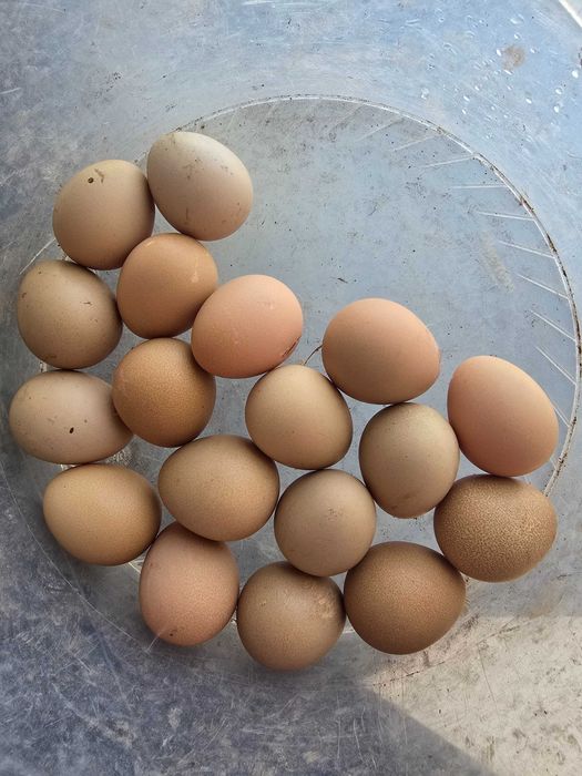 Ovos de Galinha de Angola (Fraca)