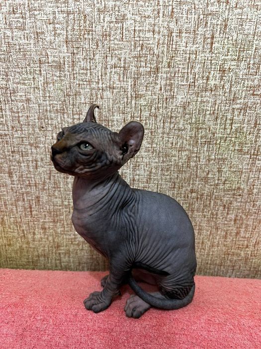 Кошенята. Канадський сфінкс