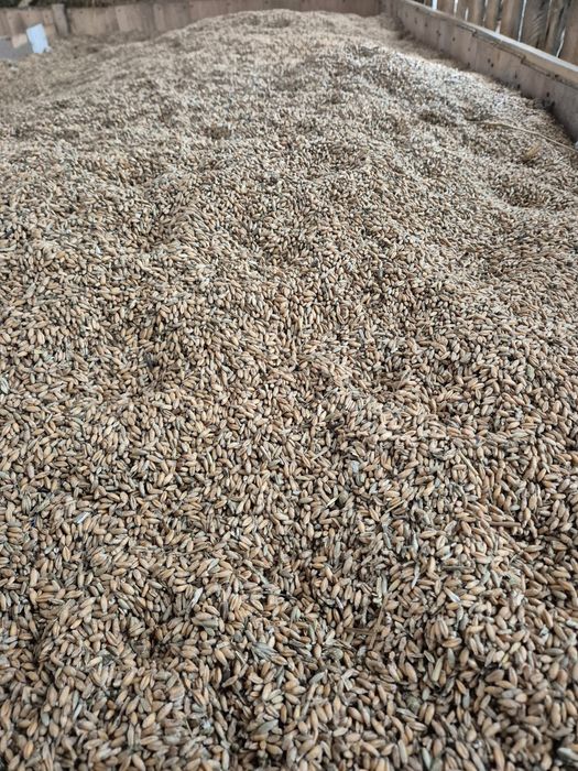 Pszenica z pszenżytem