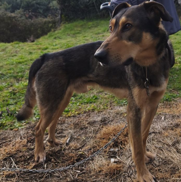 Dou cão Pastor Alemão com Pastor Belga