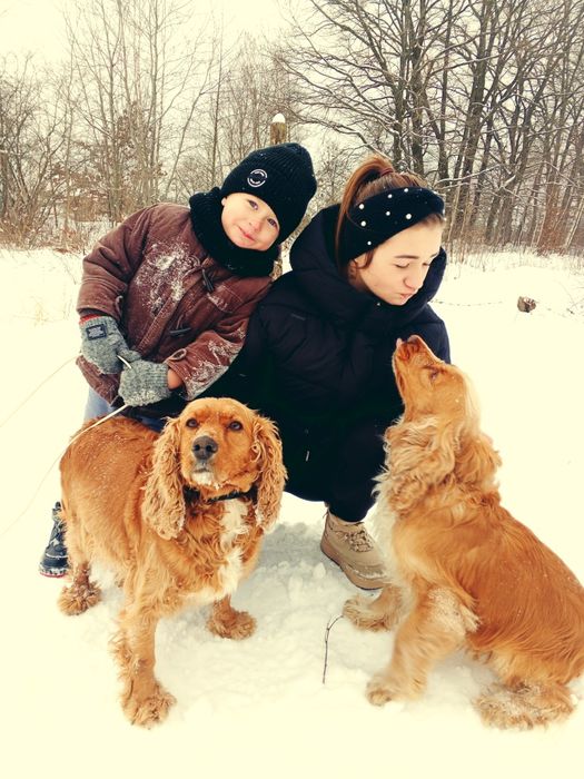 Англійський кокер спаніельів