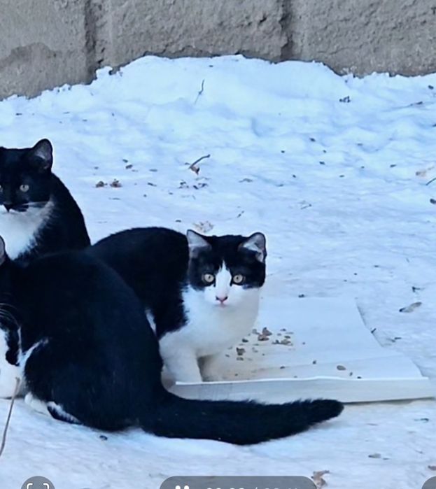 Киця в добрі руки