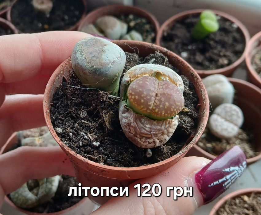 Літопси, сукуленти